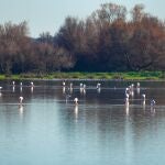 Flamencos en la Madre de las marismas del Parque Natural de Doñana