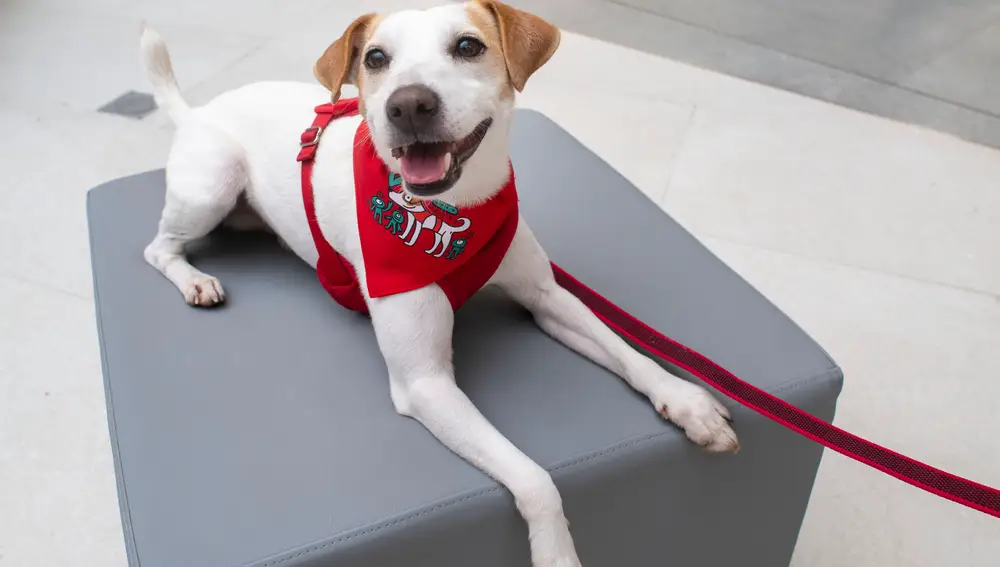 El perro viajero Pipper, embajador de actos solidarios para animales