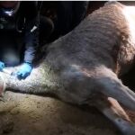 Estado en que se encontraba el caballo cuando llegaron los agentes