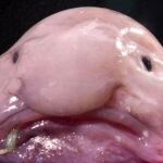 Pez borrón, pelota o Psychrolutes marcidus, conocido en las redes sociales como el animal más feo del mundo