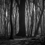 El bosque de Hoia, en Rumanía, ha ganado fama con los años por el gran número de sucesos paranormales o desapariciones que han sucedido entre sus árboles