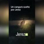Un canguro anda suelto por Jerez desde hace tres semanas 