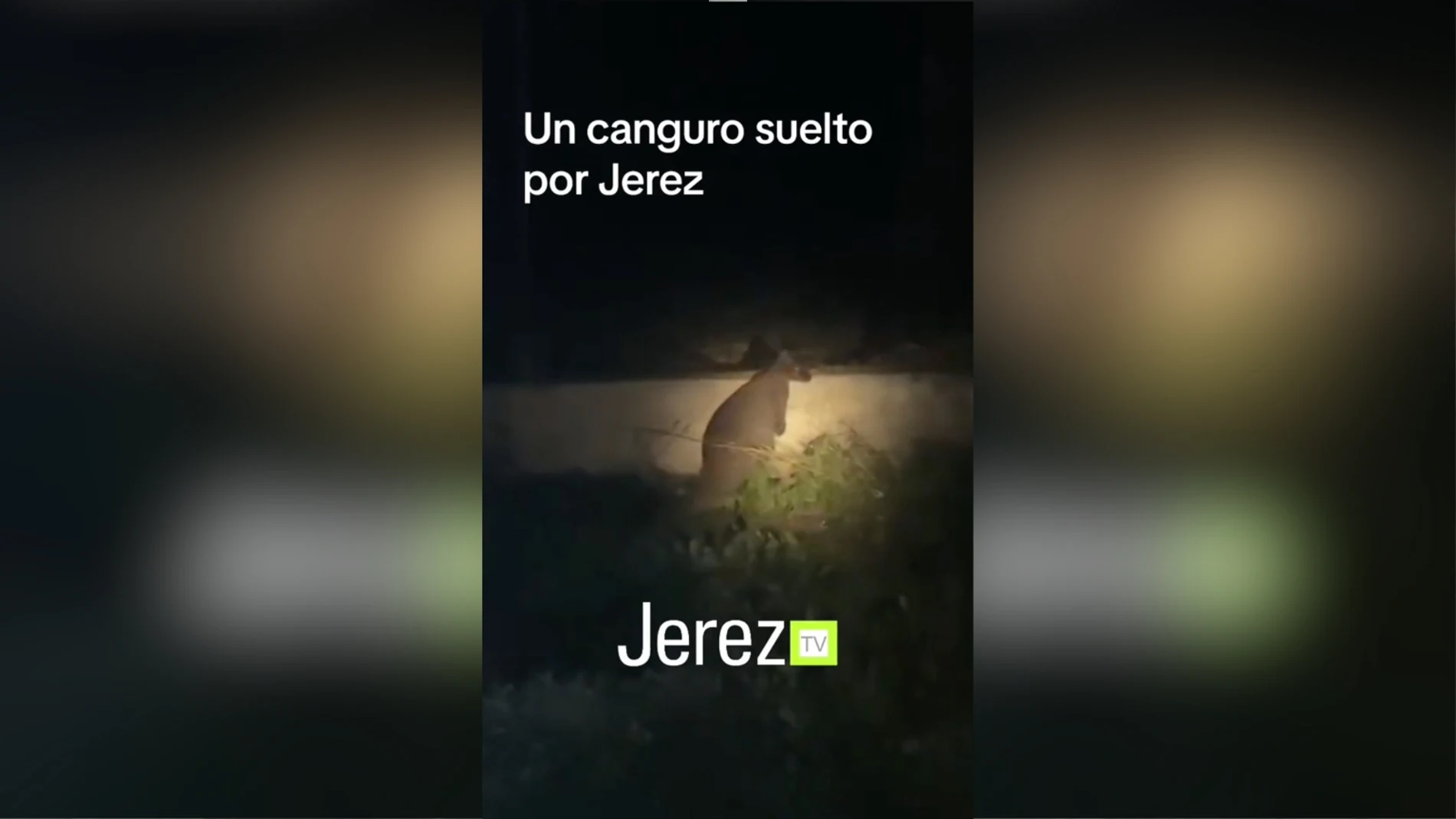 Un canguro anda suelto por Jerez desde hace tres semanas