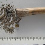 En el interior del hueso se encontraron cientos de semillas de beleño negro