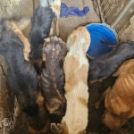 Ocho perros encerrados y en los huesos se alimentan del cadáver de otro en Purullena