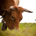 Hasta ahora no se conocían los impactos reales de la cabaña de vacuno de carne en España