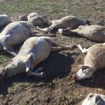 Los "lobos" que atacaron a las ovejas de Aras de los Olmos eran realmente perros de realas