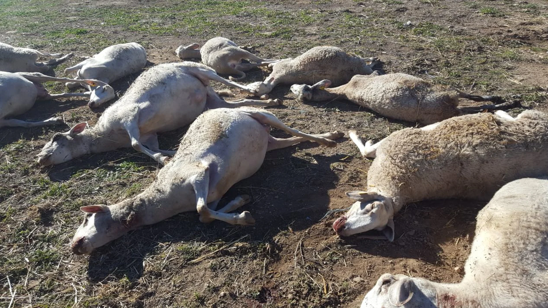 Los "lobos" que atacaron a las ovejas de Aras de los Olmos eran realmente perros de realas