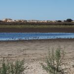Una laguna del parque nacional de Doñana