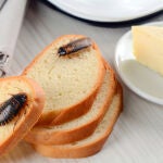 La leche de cucaracha contiene una gran cantidad de proteínas y grasas, así como otros nutrientes que la convierten en un "superalimento"