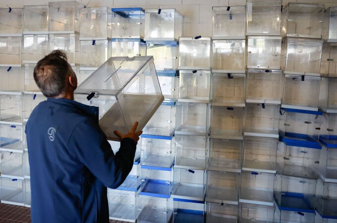 Más de 29.000 gallegos del exterior han ejercido su derecho al voto, el 6,15% del censo. 