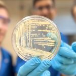 Colonia de bacterias Klebsiella pneumoniae, una de las cepas que combate la nueva molécula..