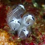 Los esqueletos panda marinos: ¿Bonitos o espeluznantes?