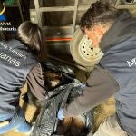 Agentes interviniendo unas 5.100 cajetillas de tabaco de contrabando en dos operaciones en Los Palacios y Utrera