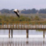 El Parque Nacional de Las Tablas de Daimiel registró durante 2023 un ligero aumento del número de visitantes