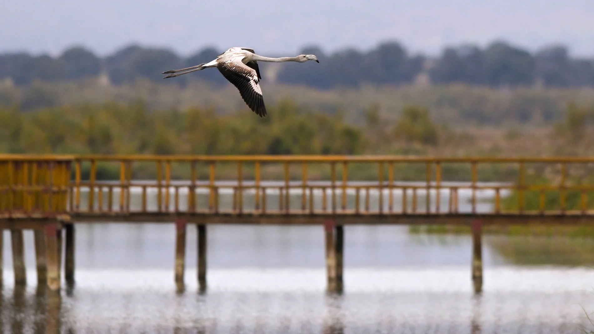 TABLAS DE DAIMIEL (CIUDAD REAL), 20/02/2024.- El Parque Nacional de Las Tablas de Daimiel registró durante 2023 un ligero aumento del número de visitantes, mientras que el número de visitantes al Parque Nacional de Cabañeros descendió ligeramente con respecto al año pasado debido a que varias de sus rutas estuvieron cerradas durante meses por los daños provocados por las intensas lluvias. EFE/Jesús Monroy