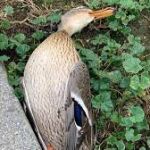 Pato muerto en Madrid Río