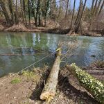 Limpieza en las riberas del río Arlanzón ante la crecida prevista