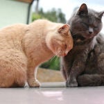Gatos