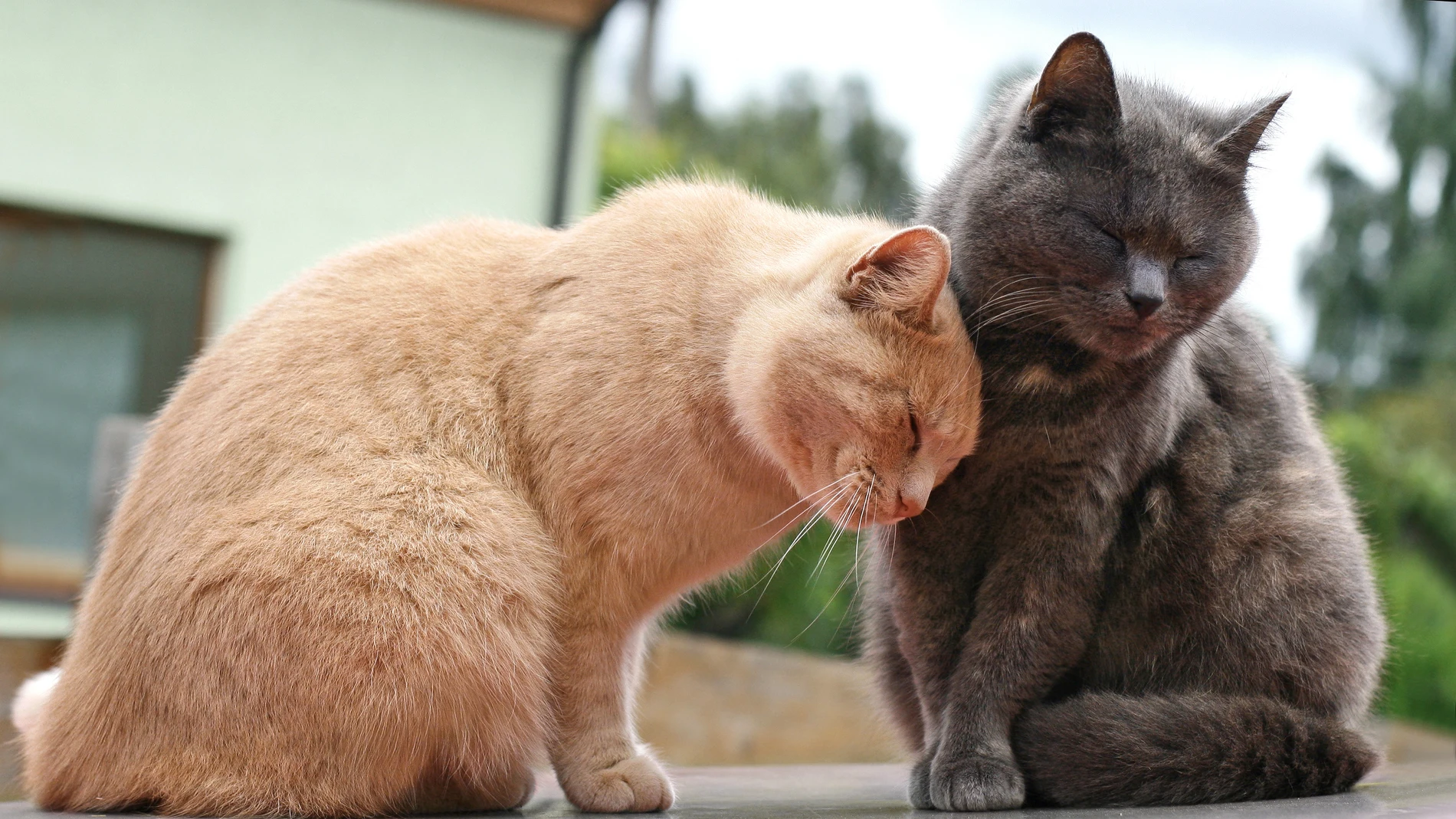 Gatos
