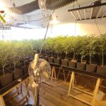 Hallan más de 1.700 plantas de marihuana en dos domicilios en Escalona (Toledo)