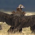 Un nuevo estudio de SEO/BirdLife da a conocer la migración de la población española de buitre negro