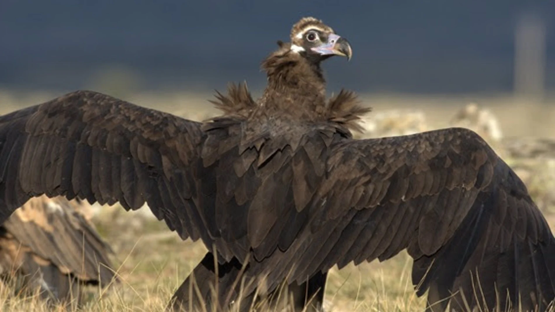 Un nuevo estudio de SEO/BirdLife da a conocer la migración de la población española de buitre negro