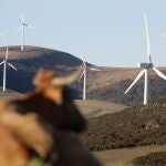 Una vaca reposa tumbada frente a aerogeneradores en el Parque eólico de Montouto, de la Serra do Xistral, en la comarca de Terra Cha, en Lugo.