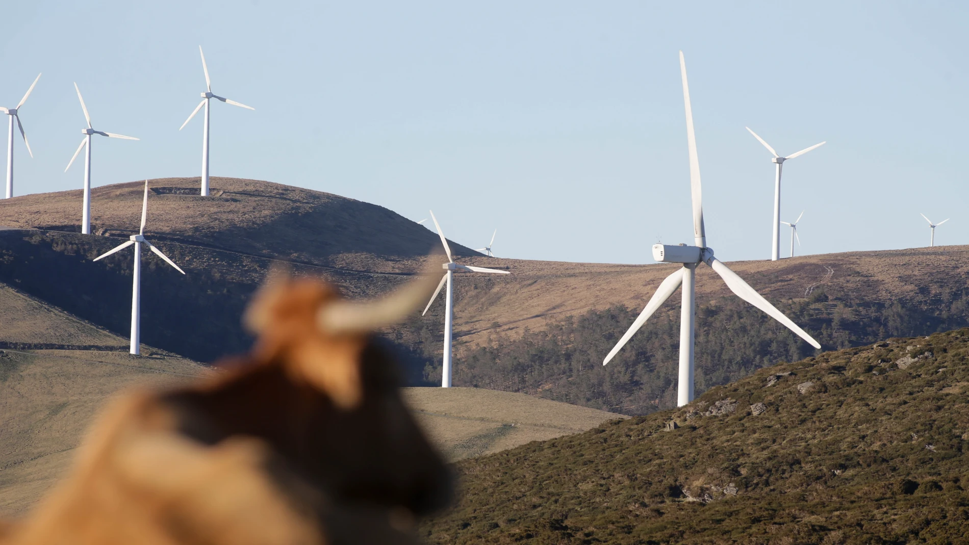 Una vaca reposa tumbada frente a aerogeneradores en el Parque eólico de Montouto, de la Serra do Xistral, en la comarca de Terra Cha, en Lugo.