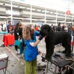 Feria Fimascota en Valladolid