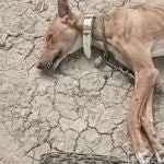 Estado en el que fue encontrado uno de los perros