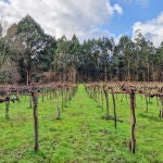 Viñas de Tricó