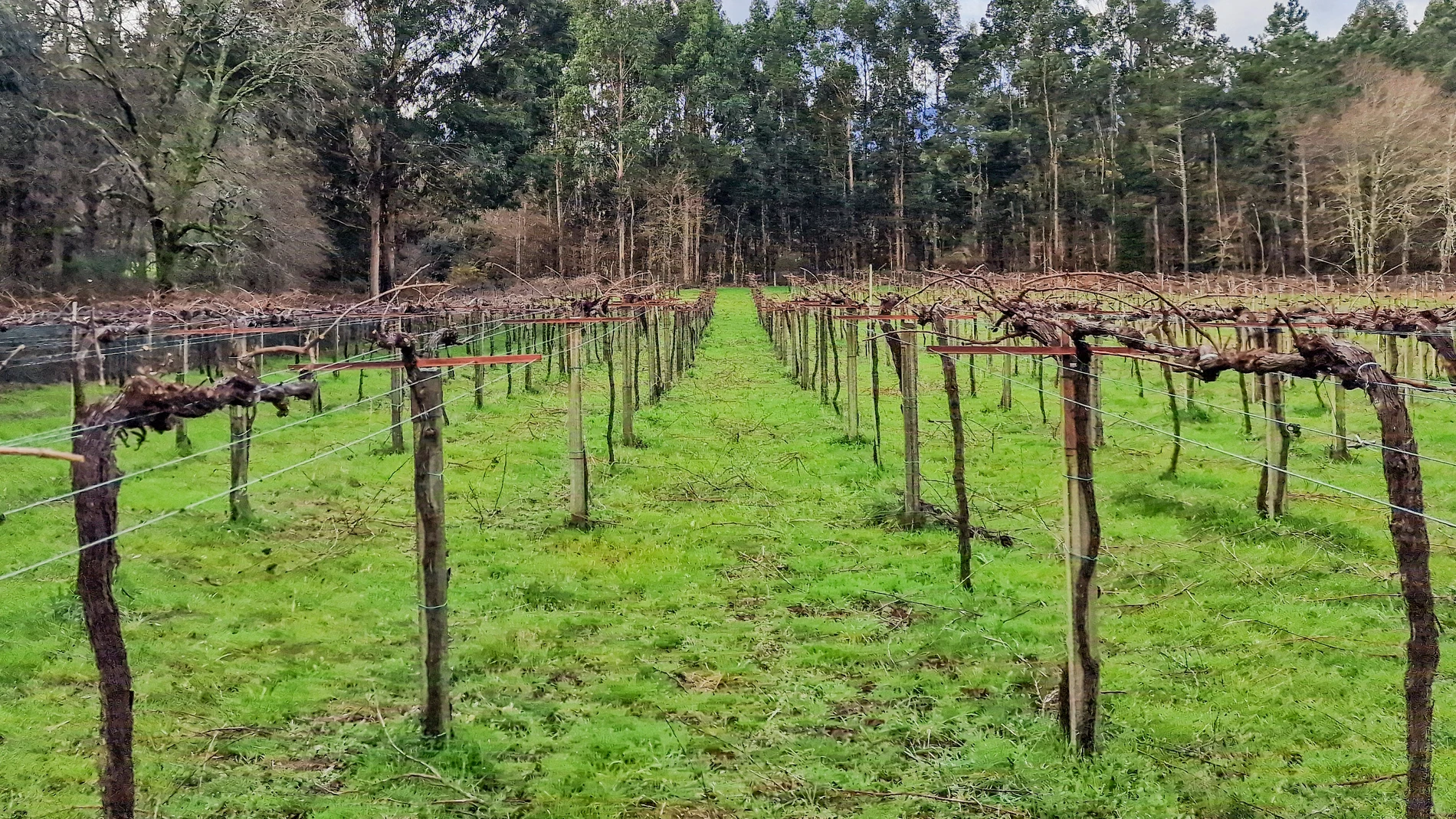 Viñas de Tricó