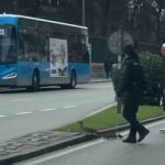 Una familia de patos corta el tráfico enfrente de El Retiro