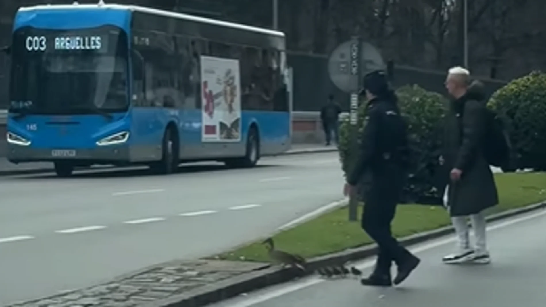Una familia de patos corta el tráfico enfrente de El Retiro
