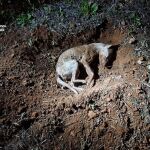 Perro muerto por su dueño en Castellar de Santiago (Ciudad Real)