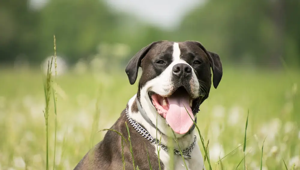 La mayoría de los perros come hierba en alguna ocasión. Sin embargo, solo un 22% de ellos vomita después de hacerlo
