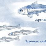 El cambio climático hace perder peso a los peces