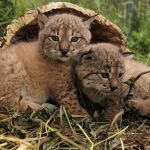 Nacen los primeros linces de la temporada en el Parque Nacional de Doñana