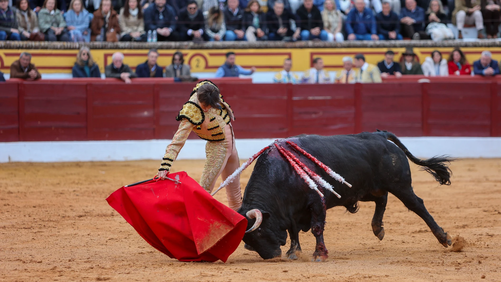 OLIVENZA (BADAJOZ), 03/03/2024.- El diestro Roca Rey en la faena a su primer toro durante el último festejo taurino de la Feria de Olivenza, este domingo. Comparte cartel con Morante de la Puebla y Juan Ortega, con toros de la ganadería de 'Hermanos García Jiménez'. EFE/Jero Morales