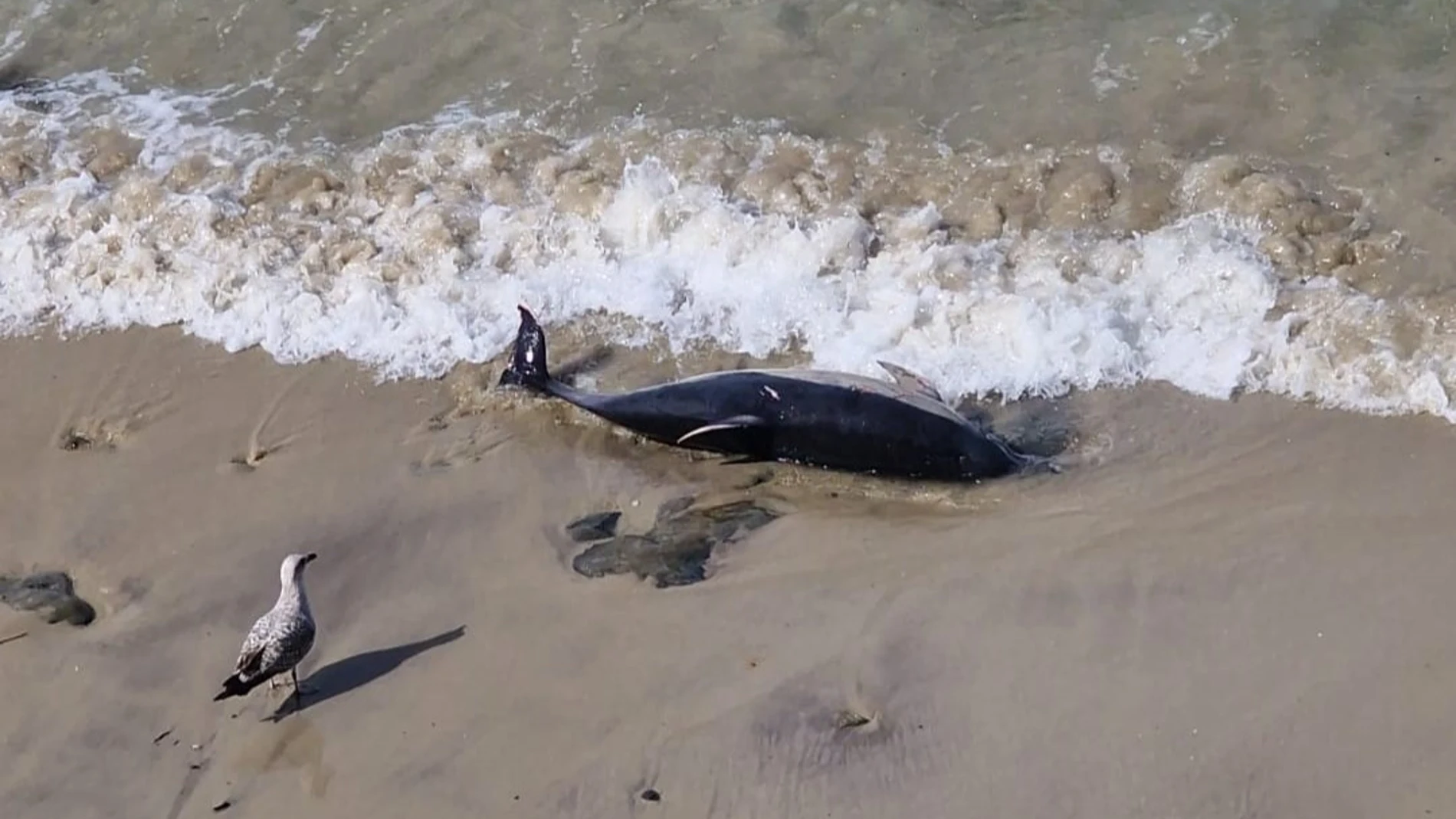 Imagen de un cetáceo varado en una playa de Galicia