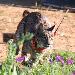 Un lince en el Parque Natural de Sierra Morena