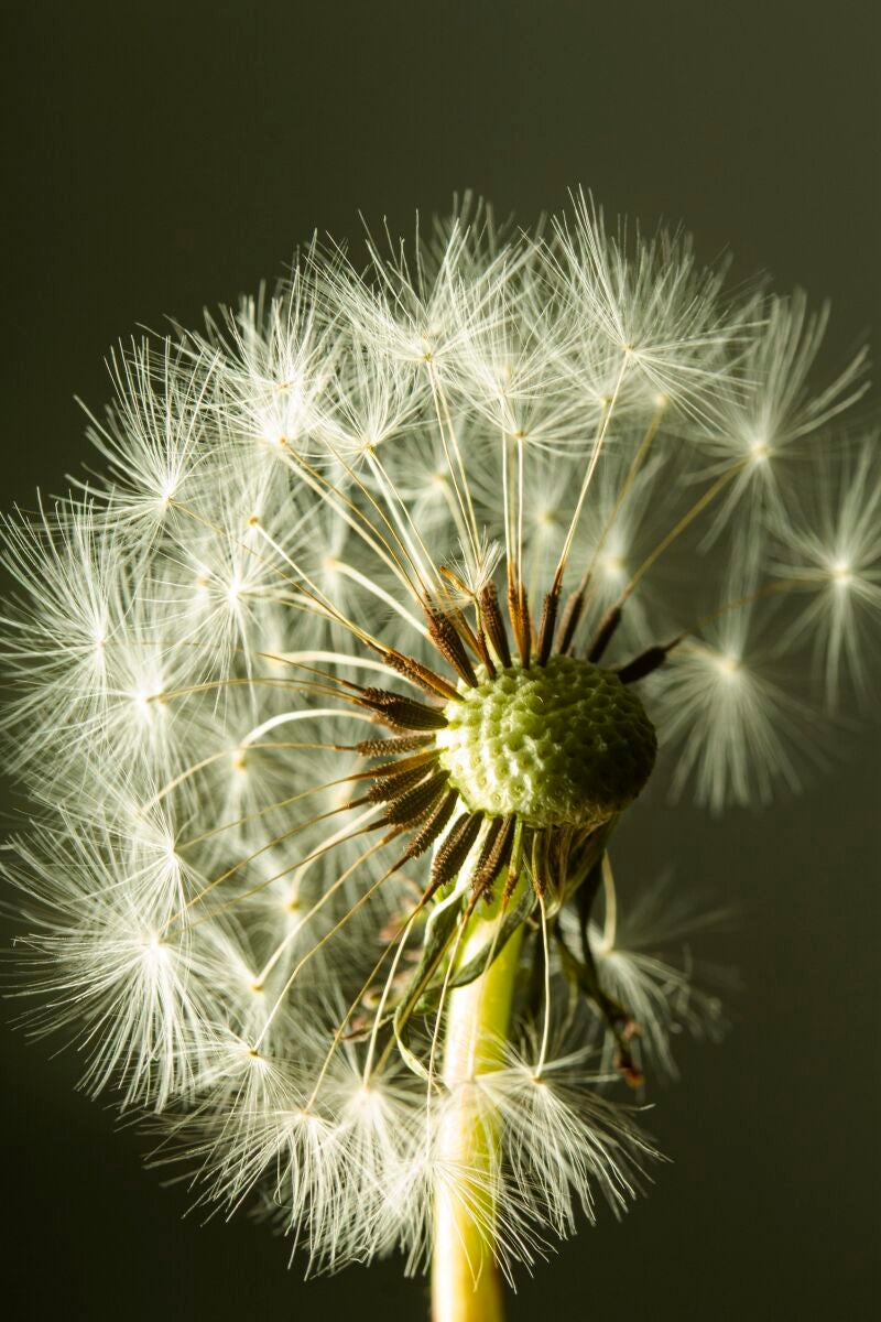 Alergia primaveral