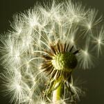 Alergia primaveral