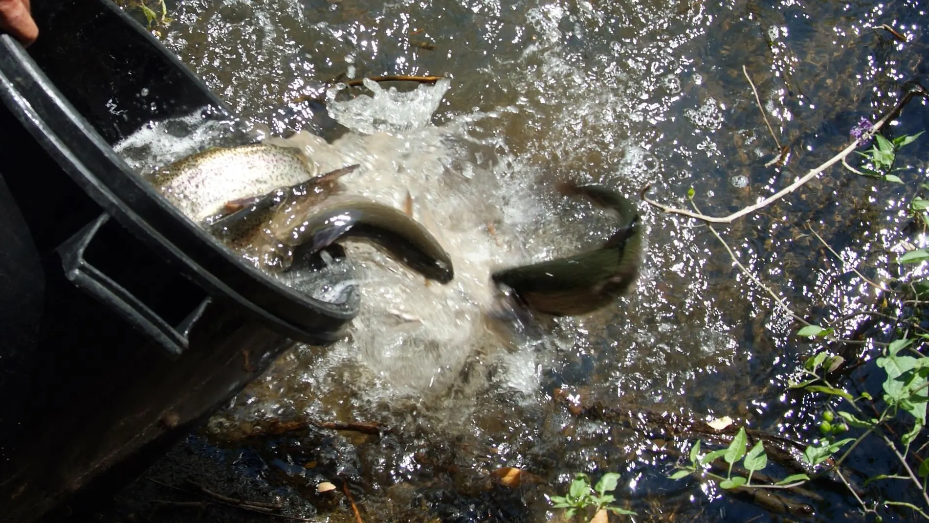 MADRID.-El domingo comienza la temporada general de pesca de trucha en la región