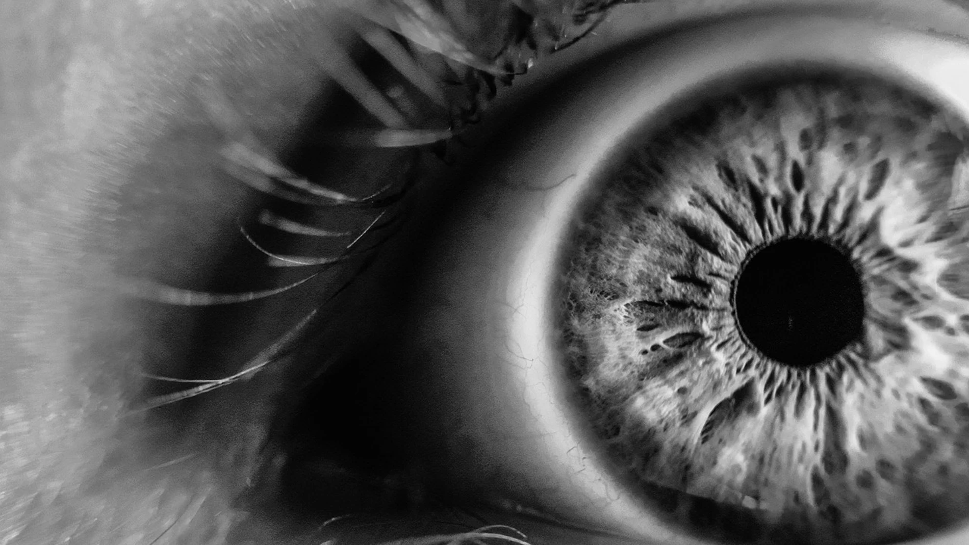 Iris humano