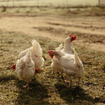 Empresa de venta de huevos, Cobardes y Gallinas