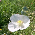 La amapola o dormidera (del género Papaver) son angiospermas con altas cantidades de sustancias alcaloides. Estas tienen propiedades sedantes y de ellas se sintetiza el opio, concretamente de Papaver somniferum.