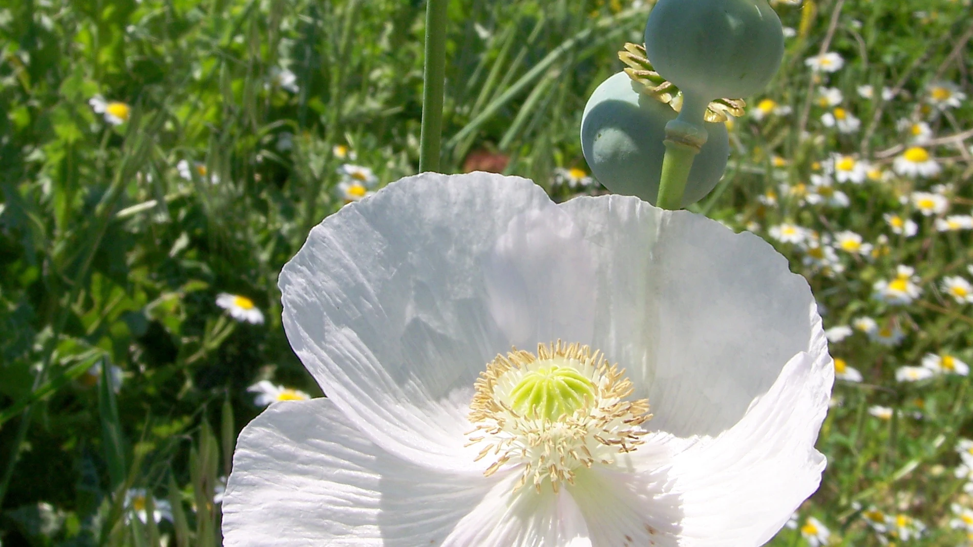 La amapola o dormidera (del género Papaver) son angiospermas con altas cantidades de sustancias alcaloides. Estas tienen propiedades sedantes y de ellas se sintetiza el opio, concretamente de Papaver somniferum.