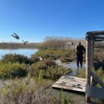 El lincé ibérico de los humedales: ¿Cuál es la especie de pato más amenazada de Europa?